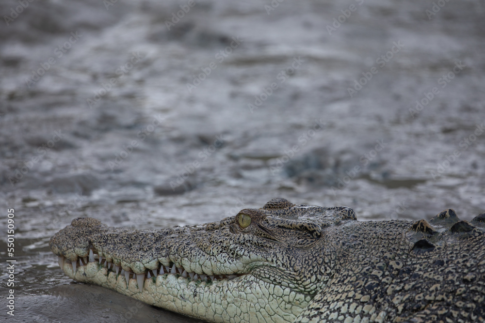 Fototapeta premium Saltwater crocodile on the bank of the Sampan River, Kakadu National Park, Australia.