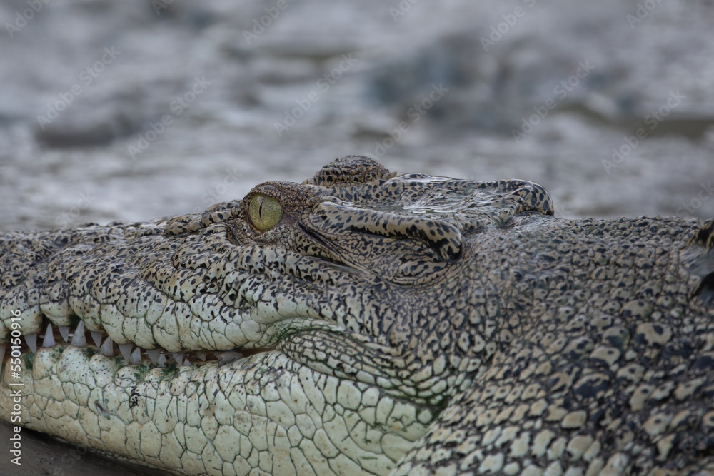 Obraz premium Saltwater crocodile on the bank of the Sampan River, Kakadu National Park, Australia.