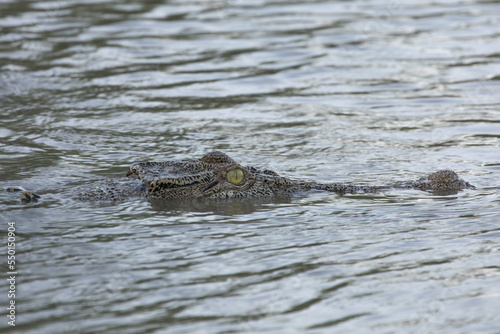 Saltwater crocodile swimming on the river surface, Kakadu National Park, Australia.