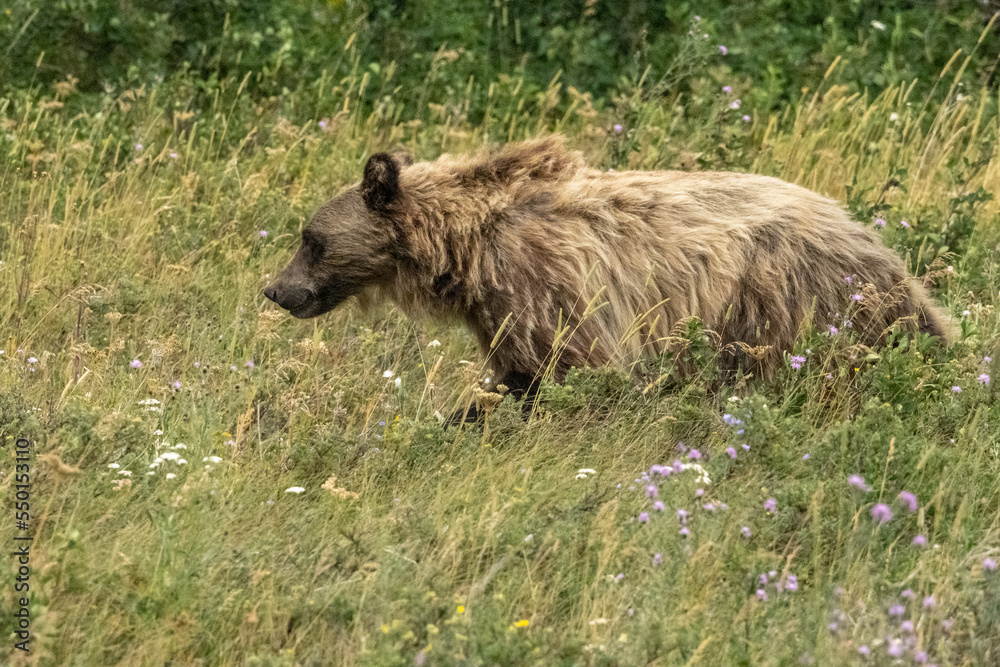 Shaggy Grizzly Bear Looks for Food In A Grassy Field Shaggy Grizzly Bear Looks for Food In A Grassy Field