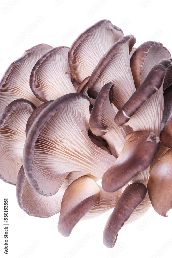 oyster mushrooms isolated on white background oyster mushrooms isolated on white background