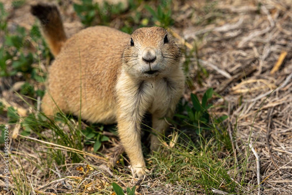 Fototapeta premium Small Prairie Dog Looks Up At Camera