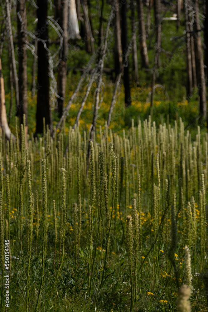 Pine forest in summer after forest fire Pine forest in summer after forest fire