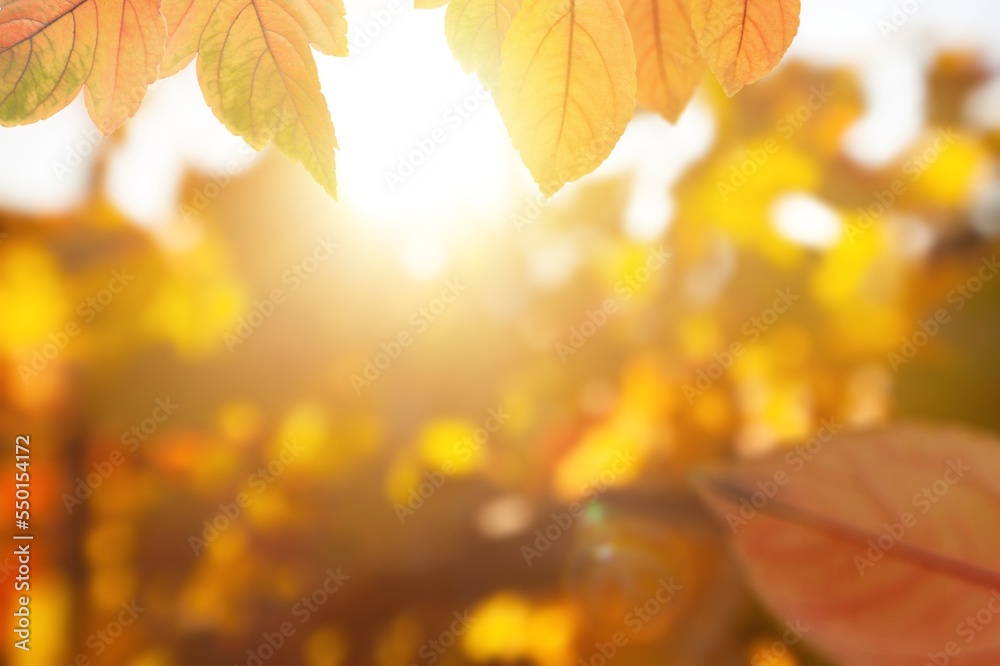 Falling colored leaves in park at sunset.