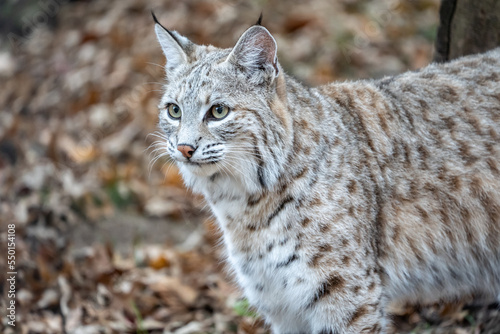 Close-up of (North American bobcat (lynx rufus) standing against autumn woodland background. © Lee