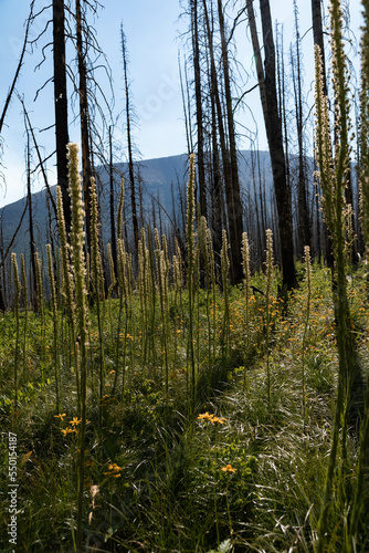 Meadow Regrowth after Forest Fires in Waterton National Park 