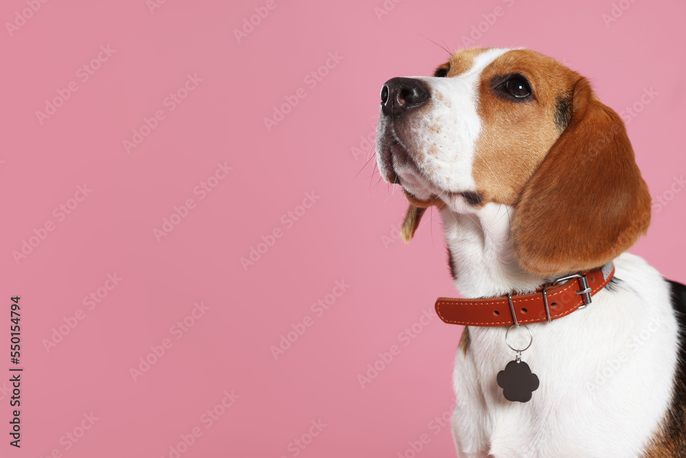 Adorable Beagle dog in stylish collar with metal tag on pink background. Space for text