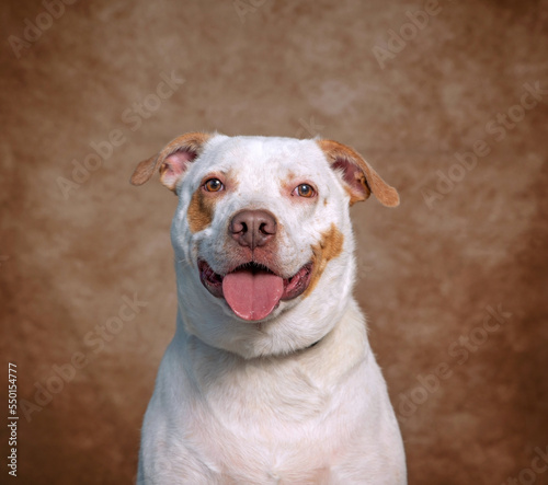 Cute photo of a dog in a studio shot on an isolated background