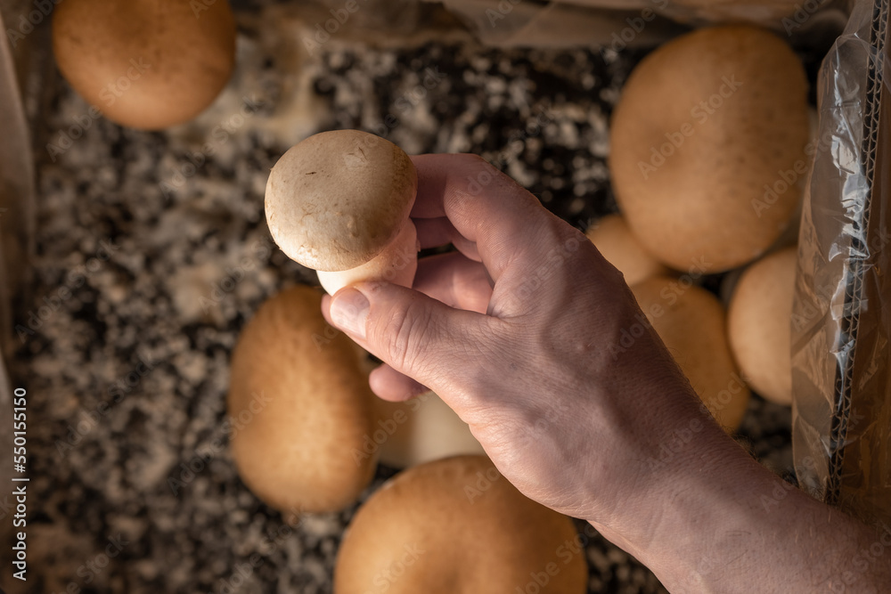Mushroom in the hand. Growing and collecting champignons.Brown mushroom in a male hand close -up.Growing mushrooms at home.Brown champignon in the hand on many champignons background Mushroom in the hand. Growing and collecting champignons.Brown mushroom in a male hand close -up.Growing mushrooms at home.Brown champignon in the hand on many champignons background