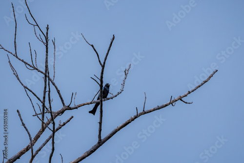 A drongo on the branch