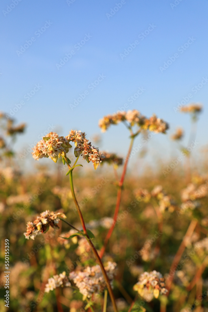 Fototapeta premium Beautiful buckwheat flowers growing in field under bright sky