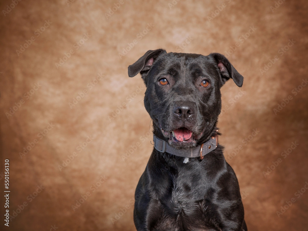 Cute photo of a dog in a studio shot on an isolated background Cute photo of a dog in a studio shot on an isolated background