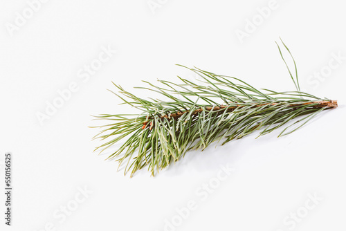 Spruce branch isolated on a white background