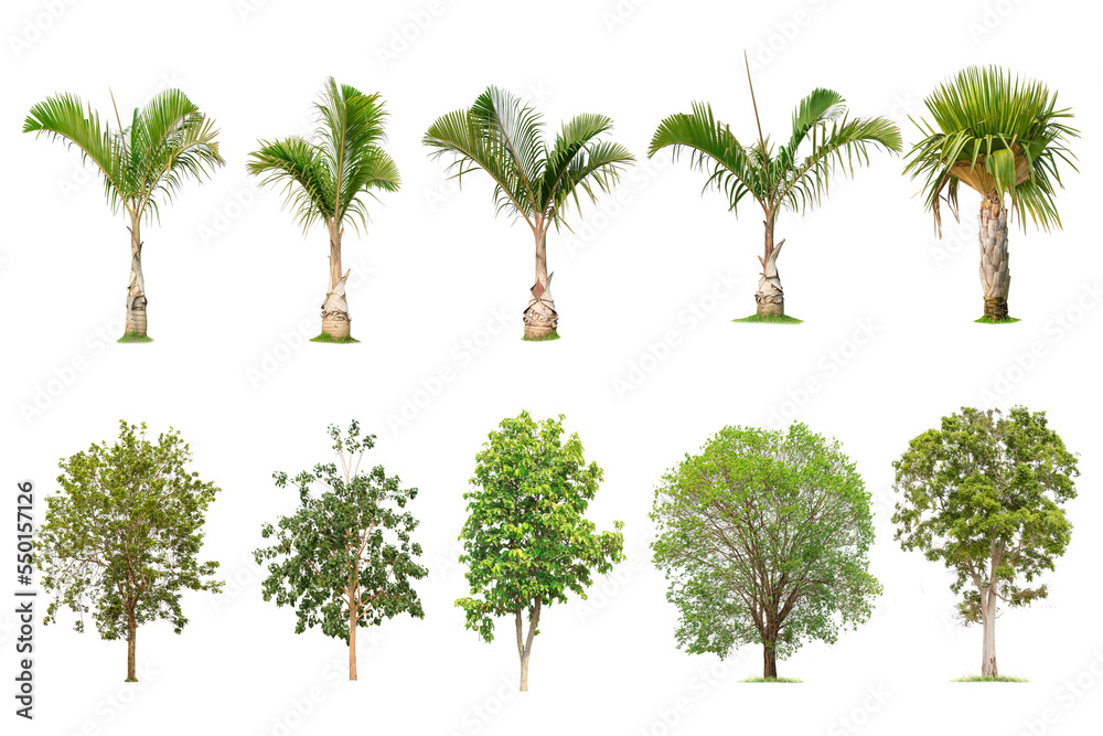 Coconut and palm trees Isolated tree on white background , The collection of trees.Large trees are growing in summer, making the trunk big. Coconut and palm trees Isolated tree on white background , The collection of trees.Large trees are growing in summer, making the trunk big.