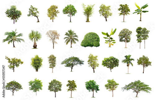 Isolated big tree on white background  The collection of trees.Large trees database Botanical garden organization elements of Asian nature in Thailand  tropical trees isolated used for design 