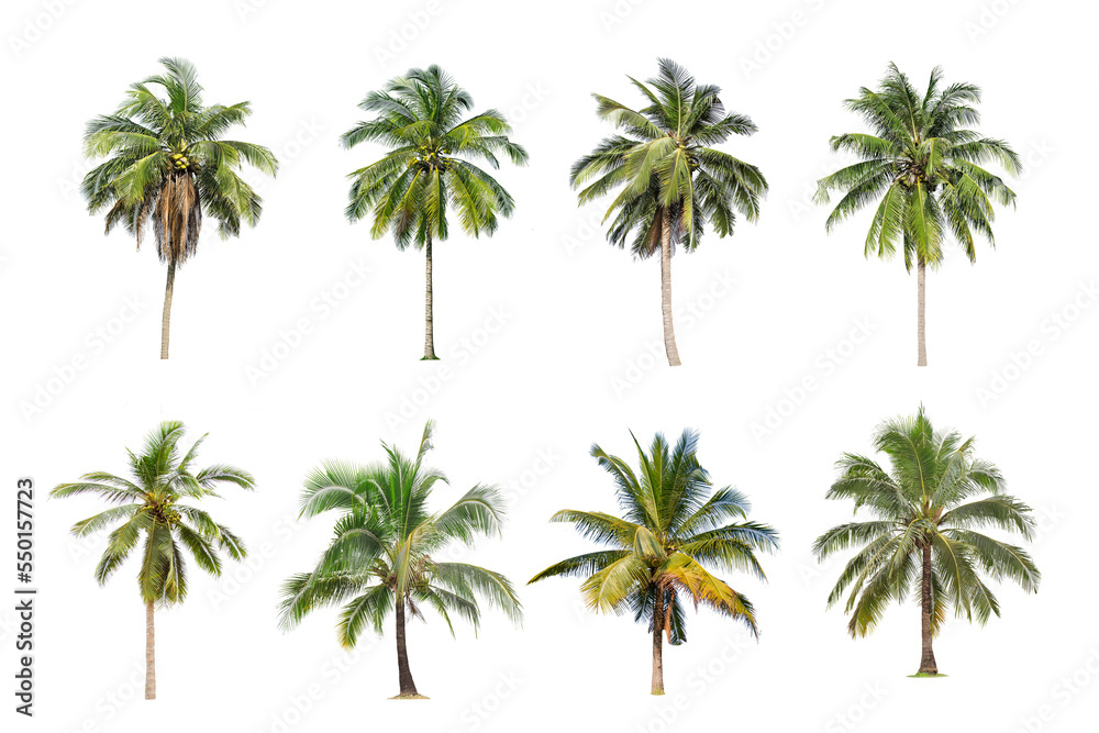 Fototapeta premium Coconut and palm trees Isolated tree on white background , The collection of trees.Large trees are growing in summer, making the trunk big.