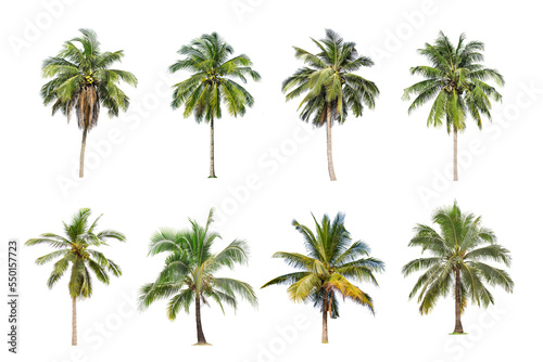 Coconut and palm trees Isolated tree on white background , The collection of trees.Large trees are growing in summer, making the trunk big.