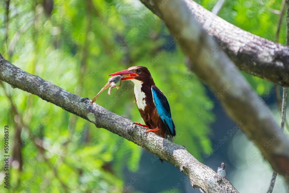 Fototapeta premium White-throated kingfisher (Halcyon smyrnensis) perched and eating