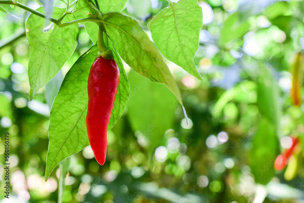 Red ripe chili peppers on plant with green leaves in chilli garden