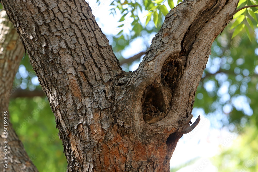 Texture of tree trunk and tree bark. Texture of tree trunk and tree bark.