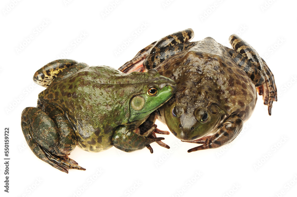 Fototapeta premium Bullfrog, Rana catesbeiana, against white background, studio shot