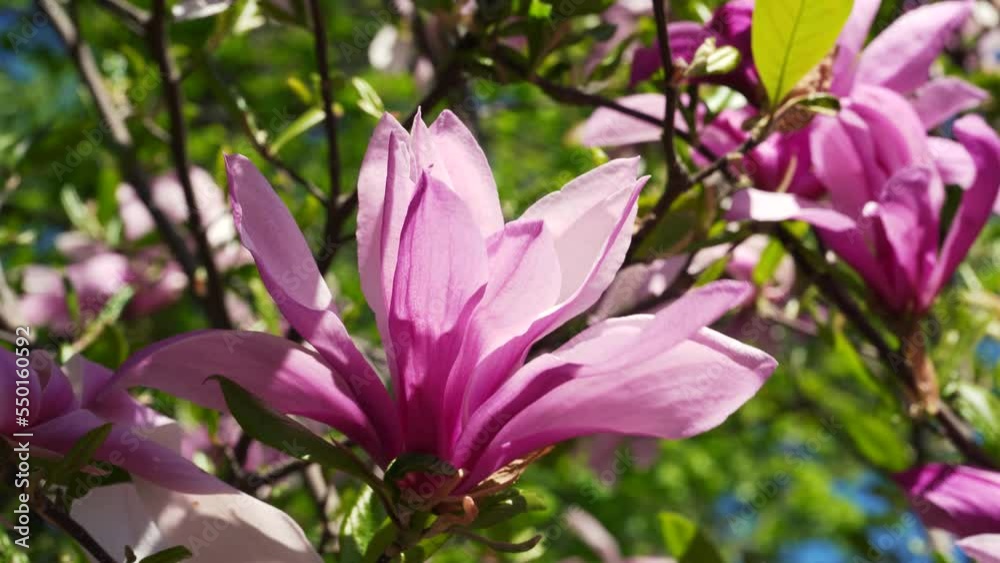 blooming magnolia in spring. close-up pink blooming magnolia flowers sway against the blue sky. Flowering garden, flowering tree branches blooming magnolia in spring. close-up pink blooming magnolia flowers sway against the blue sky. Flowering garden, flowering tree branches