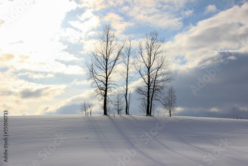 丘に立つ冬木立 
