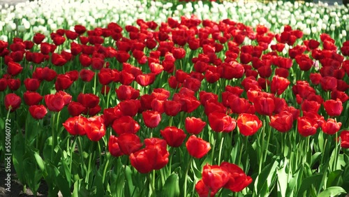 A flower bed of red tulips grows in the park. Bulb flower bud close up. Blooming spring flower in the botanical garden. Multicolored plants on the lawn. Floriculture on the field