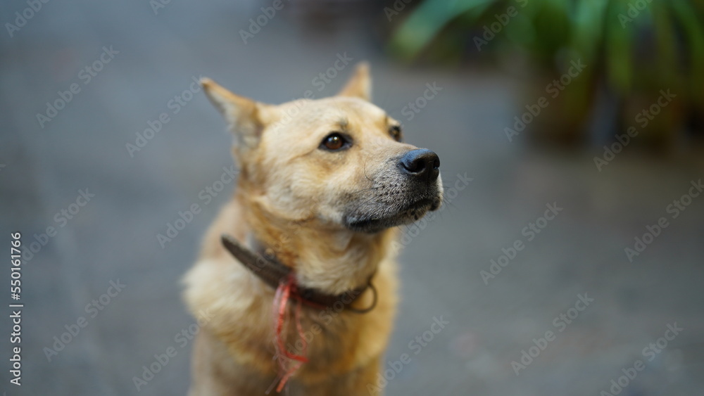 The cute dog view with the adorable pose in the yard The cute dog view with the adorable pose in the yard