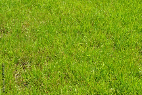 Green grass background © Raquel