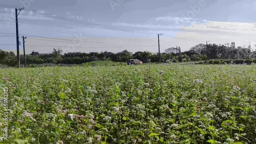 sunny view of beautiful Buckwheat flowers, Dayuan, Taoyuan, Taiwan photo