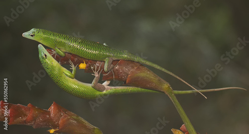 Two emerald tree skinks looking for prey on a wild banana flower. This bright green reptile has the scientific name Lamprolepis smaragdina.