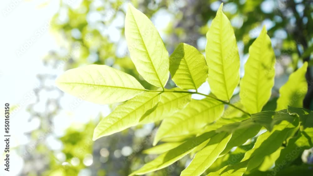 Leaves of Japanese wisteria. Close-up green wisteria leaves sway on a branch against the sky on a sunny day. spring garden Leaves of Japanese wisteria. Close-up green wisteria leaves sway on a branch against the sky on a sunny day. spring garden