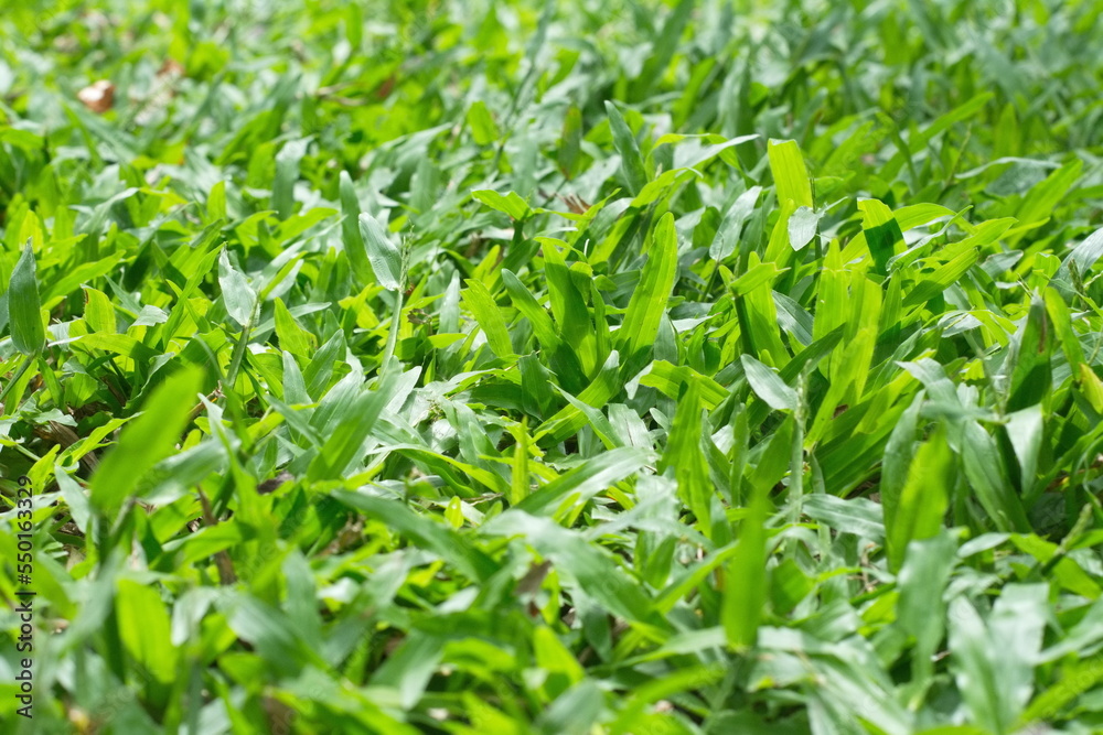 green grass background green grass background