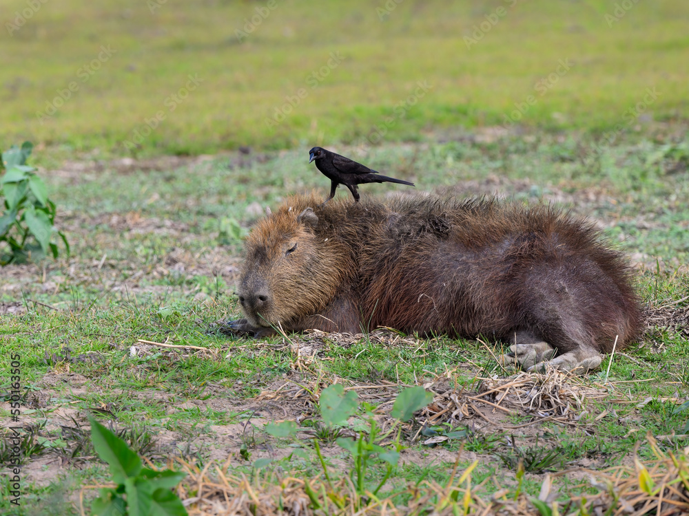 Giant Cowbird taking ticks from capybara in the Pantanal of Mato Grosso, Brazil. Giant Cowbird taking ticks from capybara in the Pantanal of Mato Grosso, Brazil.