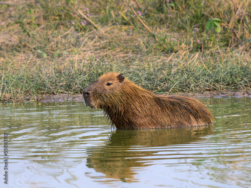 Wild Capybara resting in the pond
