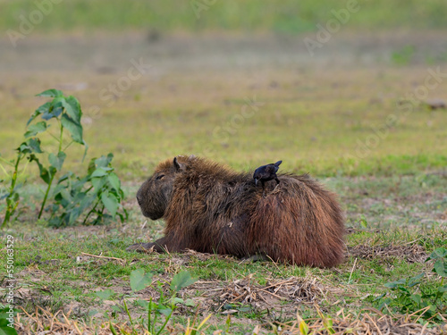 Giant Cowbird taking ticks from capybara in the Pantanal of Mato Grosso, Brazil.