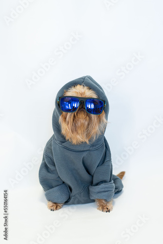 Fancy red dog with a beard of the Brussels Griffon breed in a gray hoodie, isolated on whiteHigh quality photo photo