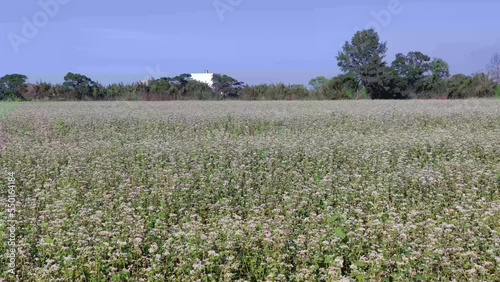 sunny view of beautiful Buckwheat flowers, Dayuan, Taoyuan, Taiwan photo