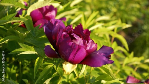 Peony bush in the home garden close-up. Spring flowering peony buds