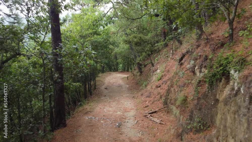 Pathway in a forest of trees without sun and without people Pathway in a forest of trees without sun and without people