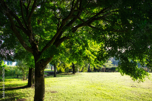 Fototapeta Naklejka Na Ścianę i Meble -  緑のきれいな公園で休暇を楽しみ、気分をリフレッシュ