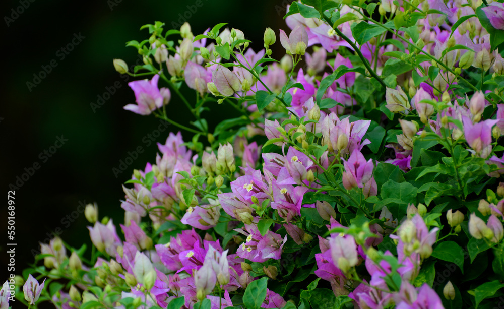 flower; pink; spring; nature; tree; blossom; flowers; blooming; bloom; plant; beauty; garden; branch; cherry; petal flower; pink; spring; nature; tree; blossom; flowers; blooming; bloom; plant; beauty; garden; branch; cherry; petal