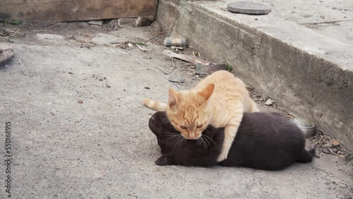 a young ginger kitten and a brown labrador puppy are playing on the ground outdoors. cat and dog are friends