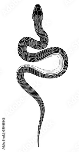 Black snake - Line drawing illustration of a black snake
