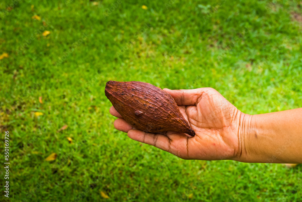 Farmer's hand holding cacao chocolate fruit at farm,Theobroma cacao. Farmer's hand holding cacao chocolate fruit at farm,Theobroma cacao.