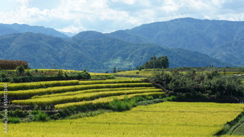 The harvesting yellow rice field view located in the valley among the mountains with the cloudy sky as background