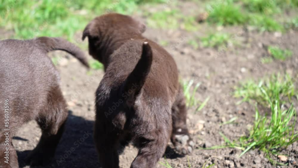 three brown labrador puppies play on the ground. Pets fool around outdoors in spring. young dogs together three brown labrador puppies play on the ground. Pets fool around outdoors in spring. young dogs together