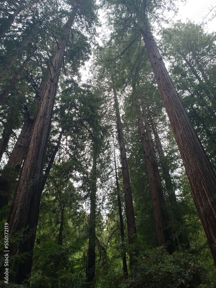 Fototapeta premium Sequoias, San Francisco