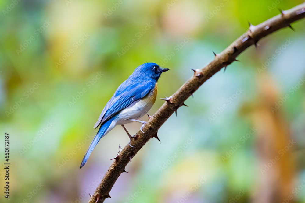 The Indochinese Blue Flycatcher on a branch The Indochinese Blue Flycatcher on a branch